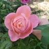 Sweet Mademoiselle ™ rose photo
