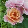 Distant Drums rose photo
