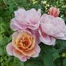Distant Drums rose photo