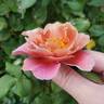Distant Drums rose photo