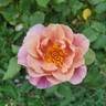 Distant Drums rose photo