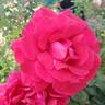 Lasting Love rose photo