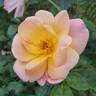 Bright rose photo