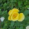 True Friendship rose photo