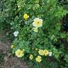 True Friendship rose photo