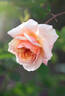 Versigny ® rose photo