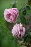 Cathedral Bells rose photo