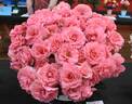 You're Beautiful rose photo