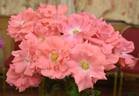 Anisley Dickson rose photo