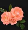 Anisley Dickson rose photo