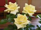 The Wainwright Rose rose photo