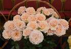 Sweet Honey rose photo