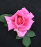 Martha's Choice rose photo