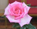 Wimi rose photo
