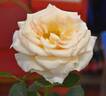 Isn't She Lovely rose photo