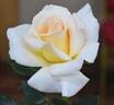 Isn't She Lovely rose photo