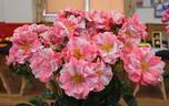 England's Heroes rose photo
