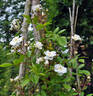 Patricia Macoun rose photo
