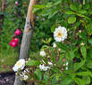 Patricia Macoun rose photo