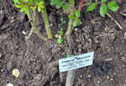 Patricia Macoun rose photo