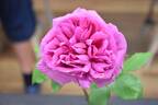 Madame Isaac Pereire rose photo