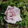 Lagerfeld rose photo