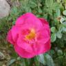 Shining Moment rose photo