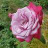 Paradise ™ rose photo