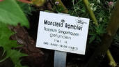 Mansfeld Rambler rose photo