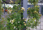 Mansfeld Rambler rose photo