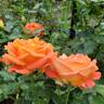 Burst of Joy ™ rose photo