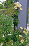 Mansfeld Rambler rose photo