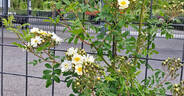 Mansfeld Rambler rose photo