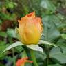 Burst of Joy ™ rose photo