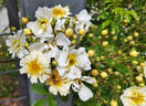 Mansfeld Rambler rose photo