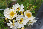 Mansfeld Rambler rose photo