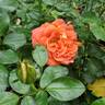 Burst of Joy ™ rose photo