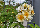 Mansfeld Rambler rose photo