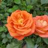 Burst of Joy ™ rose photo