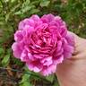 Sultry Night ™ rose photo