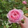 Scentuous ™ rose photo