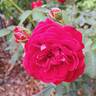 True Love rose photo