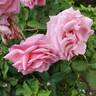 Royal Kate rose photo
