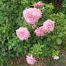 Royal Kate rose photo