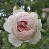 Earth Angel rose photo