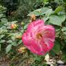 Rainbow Happy Trails™ rose photo
