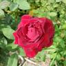 Dancing In The Dark ™ rose photo