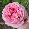 Ball Gown rose photo