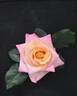 Wright Touch rose photo