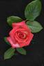 Magic Show rose photo